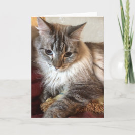 De Agradecimento Cartão do gato