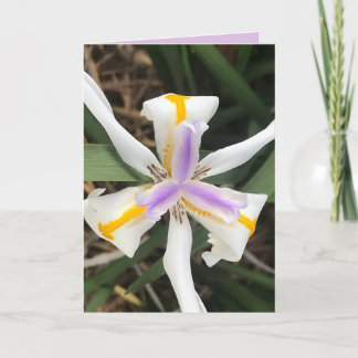 De Agradecimento Cartão Lily African Iris Forte