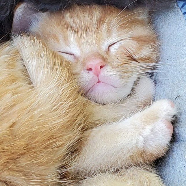 De Agradecimento Cartão Saudável - Gatinho Dormindo (Criador carregado)