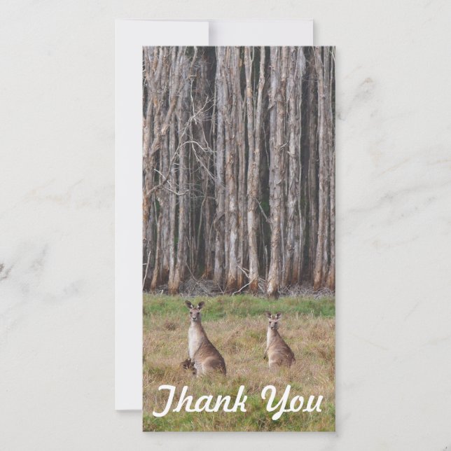 De Agradecimento Obrigado cartão com fotos - cangurus australianos (Frente)