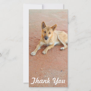 De Agradecimento Obrigado cartão com fotos - dingo australiano