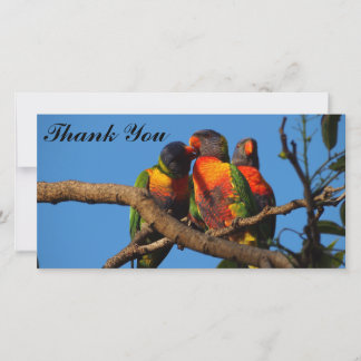 De Agradecimento Obrigado pelo cartão com fotos do Rainbow Lorikeet