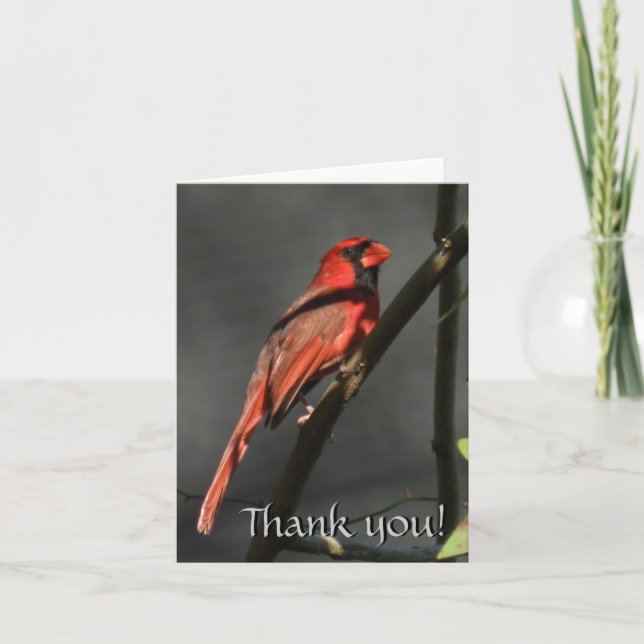 De Agradecimento Red Cardinal Bird Obrigado Cartão Nota (Frente)