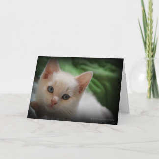 De Agradecimento Vazio bonito do cartão da foto do gatinho 5x7 para