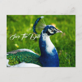 De Anúncio Cartão postal do pavão Salve a Data