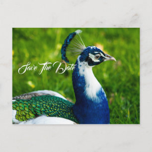 De Anúncio Cartão postal do pavão Salve a Data