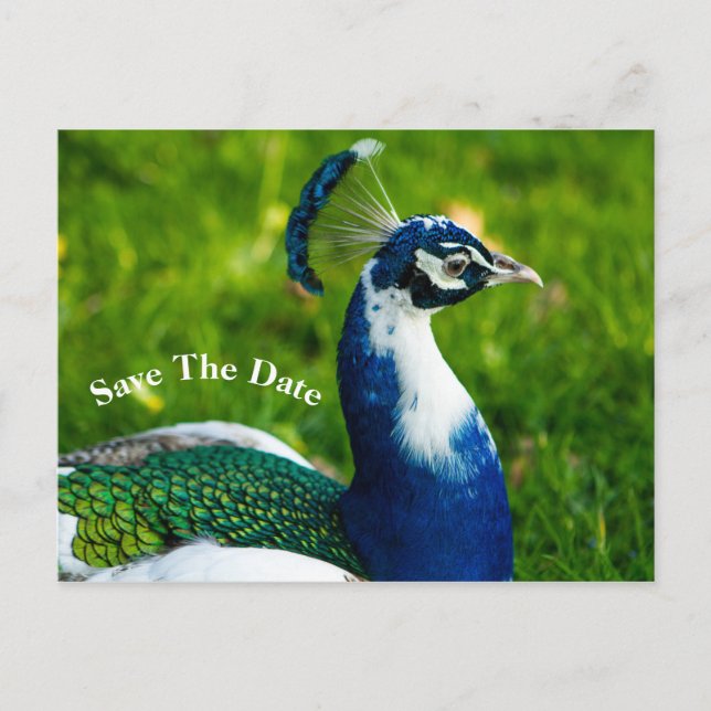 De Anúncio Cartão postal Save The Date Pavão (Frente)