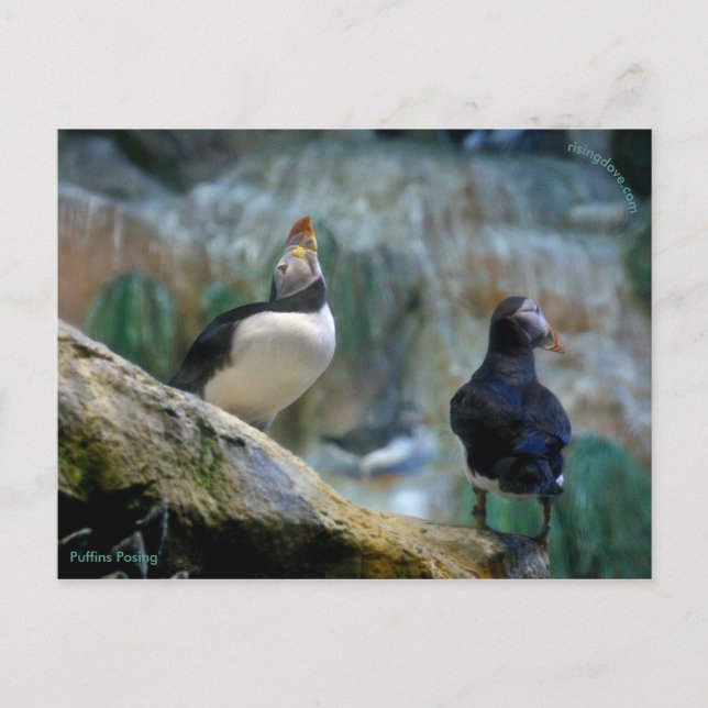 De Anúncio Puffins Cativos/Nidificação, Cartão Postal Haystac (Frente)