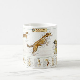 De Café Caneca canina da anatomia