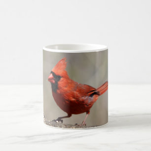 De Café Caneca cardinal