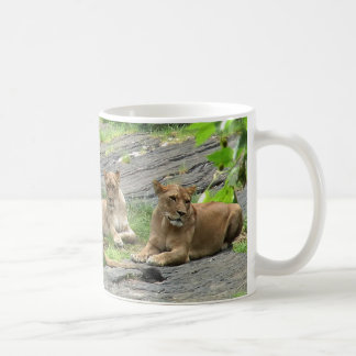 De Café Caneca da família do leão em repouso