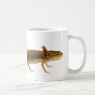 De Café Caneca da larva do Newt