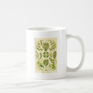 De Café Caneca das algas verdes