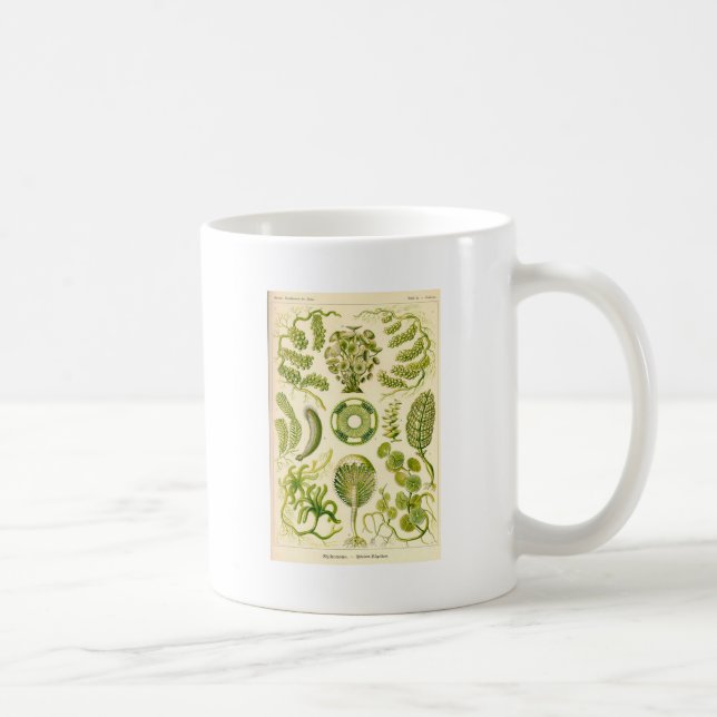 De Café Caneca das algas verdes (Direita)