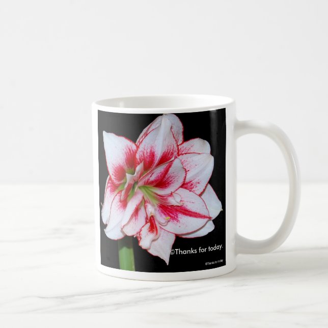 De Café Caneca do Amaryllis (Direita)