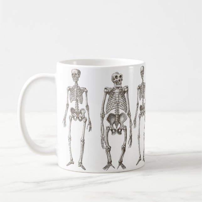 De Café Caneca do elo em falta do primata dos esqueletos (Esquerda)