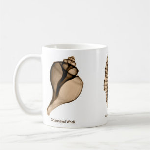 De Café Caneca do Seashell do raio X com pústula, cavalo