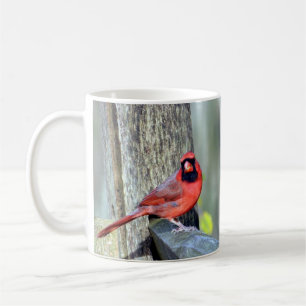 De Café Caneca encantador dos cardeais (homem & fêmea)