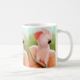 De Café Caneca molucana do Cockatoo