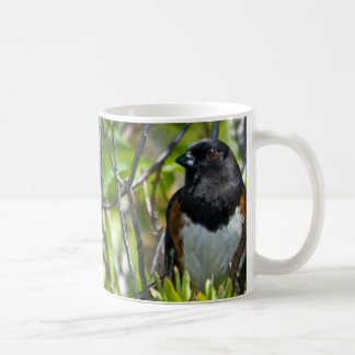 De Café Caneca oriental do Towhee
