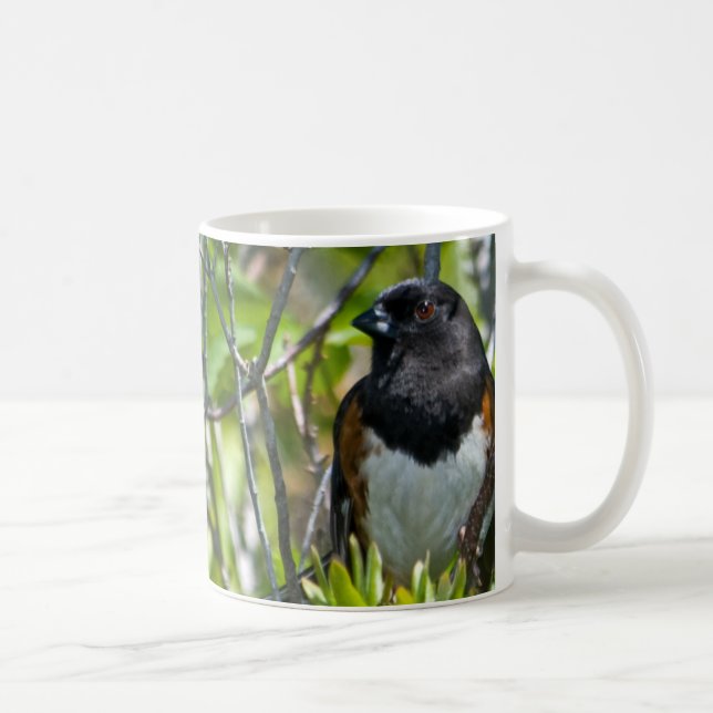 De Café Caneca oriental do Towhee (Direita)