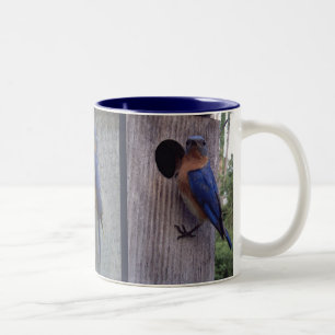 De Café Em Dois Tons Bluebirds na caneca da caixa