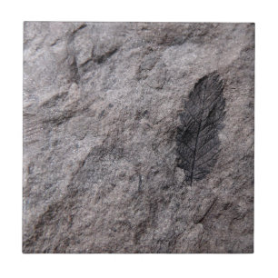 De Cerâmica 350 milhão anos. Azulejo decorativo fóssil da