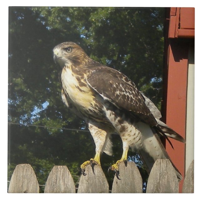 De Cerâmica A Trivet do Azulejo Hawk (Frente)