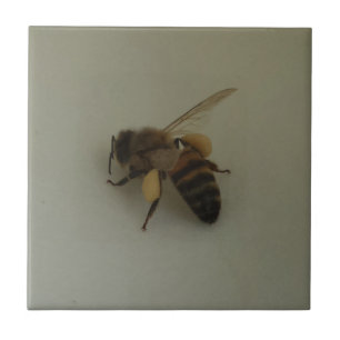 De Cerâmica Abelha Pequena (4,25" x 4,25") Azulejo fotográfic