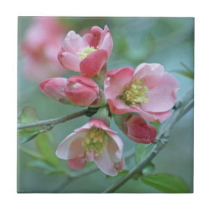 De Cerâmica Apple floresce o azulejo #P0356