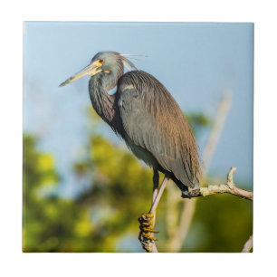 De Cerâmica Arte perfeita do azulejo do pássaro