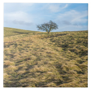 De Cerâmica Árvore solitária do campo vê azulejo cerâmico