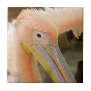 De Cerâmica Assistindo Seu Azulejo Pelicano