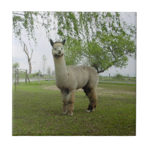 De Cerâmica Aumentou o azulejo cinzento da alpaca