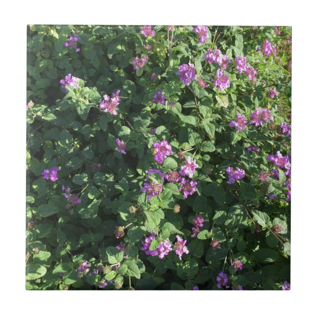 De Cerâmica Azulejo (4,25" x 4,25") (Frente)