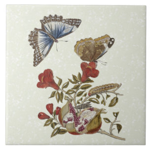 De Cerâmica Azulejo 6x6 da história natural da romã da