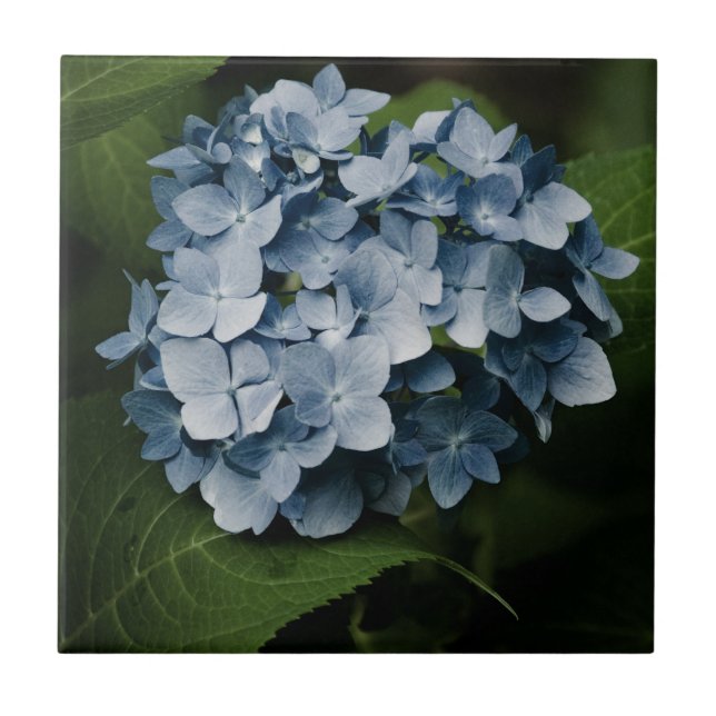 De Cerâmica Azulejo 8515 Blue Hydrangea (Frente)