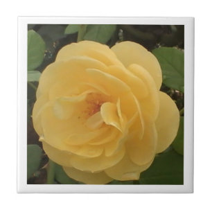 De Cerâmica Azulejo Amarelo Camellia