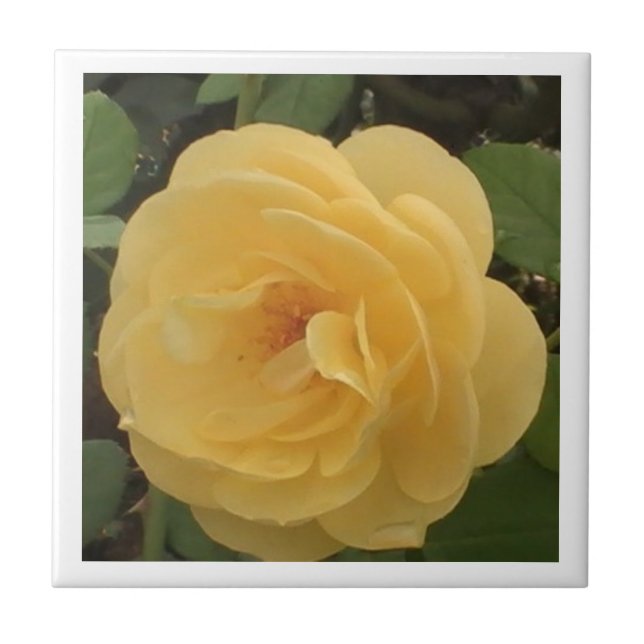 De Cerâmica Azulejo Amarelo Camellia (Frente)