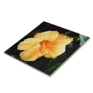 De Cerâmica Azulejo amarelo da flor do hibiscus
