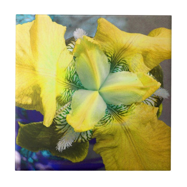 De Cerâmica Azulejo amarelo da flor íris (Frente)