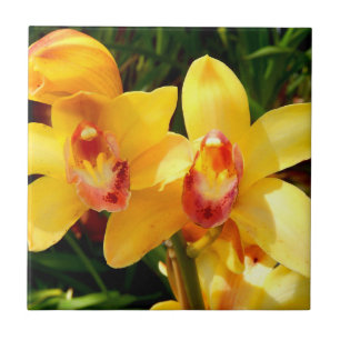 De Cerâmica Azulejo amarelo da orquídea do Cymbidium