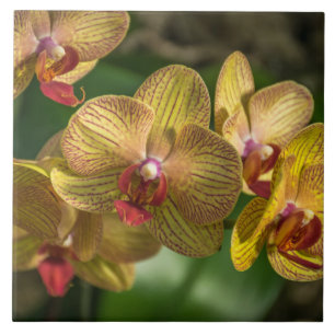 De Cerâmica Azulejo amarelo das orquídeas