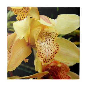 De Cerâmica Azulejo amarelo pálido da orquídea do Cymbidium