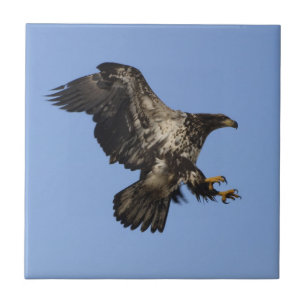 De Cerâmica Azulejo Americano Bald Eagle Wildlife