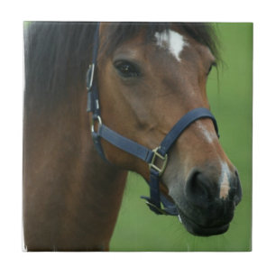 De Cerâmica Azulejo árabe das imagens do cavalo