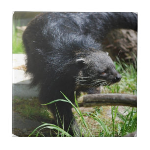 De Cerâmica Azulejo asiático do Bearcat