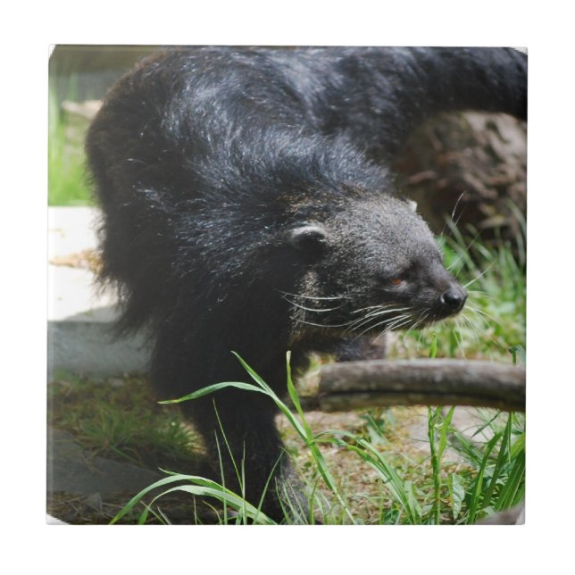 De Cerâmica Azulejo asiático do Bearcat (Frente)