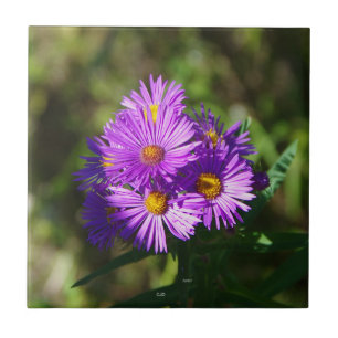 De Cerâmica Azulejo Aster