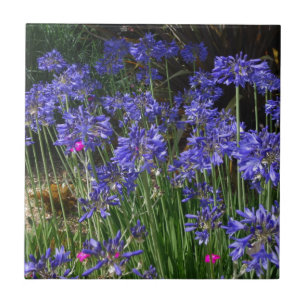 De Cerâmica Azulejo azul das flores do Agapanthus